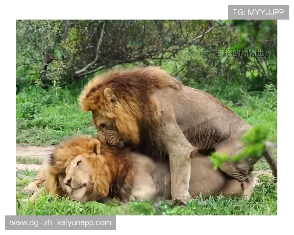 基基接班丁丁?,基基是啥 基基接班丁丁?,基基是啥